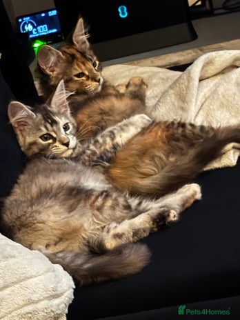 Maine Coon cats - Advert 1