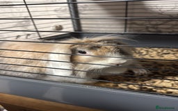 English Lop rabbits for sale: House rabbit - Advert 1