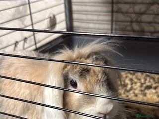 English Lop rabbits for sale: House rabbit - Advert 1