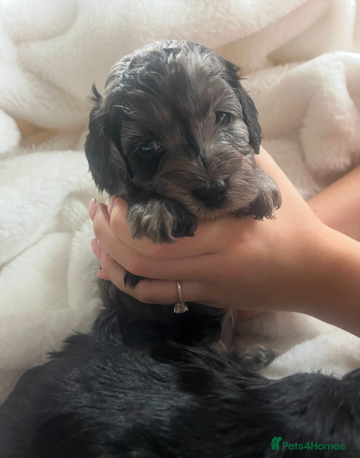 Cockapoo dogs Beautiful cockapoo puppies for sale  - Advert 17