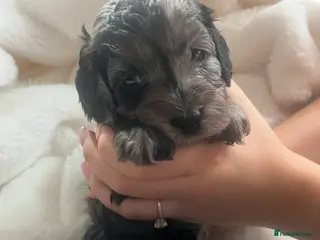 Cockapoo dogs Beautiful cockapoo puppies for sale - Advert 17