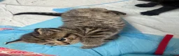 Mixed Breed cats for sale: Looking for a loving home for my kittens - Advert 6
