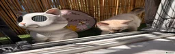Ragdoll cats for sale: Ragdoll kitten  in London - Advert 3