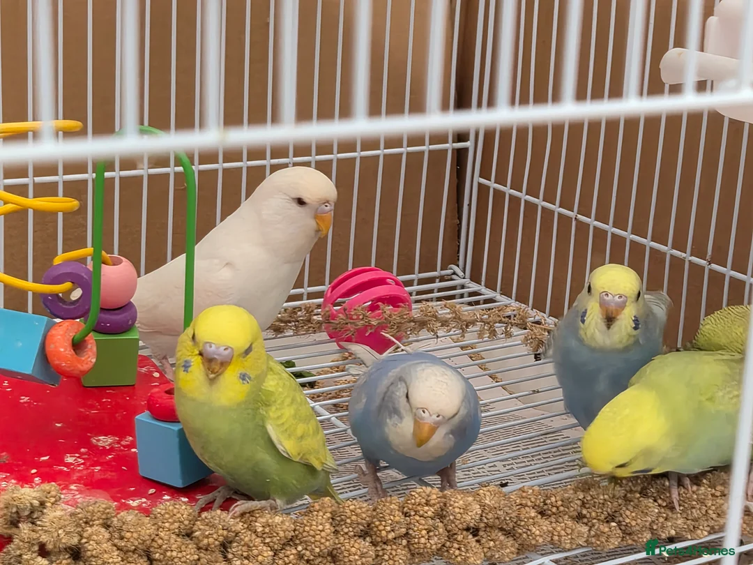 Budgerigars birds for sale: Baby Budgies  - Advert 1