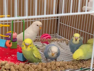 Budgerigars birds Baby Budgies - Advert 1