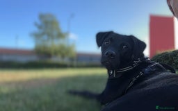 Mixed Breed dogs for sale: 9 month old Labrador cross - Image 5