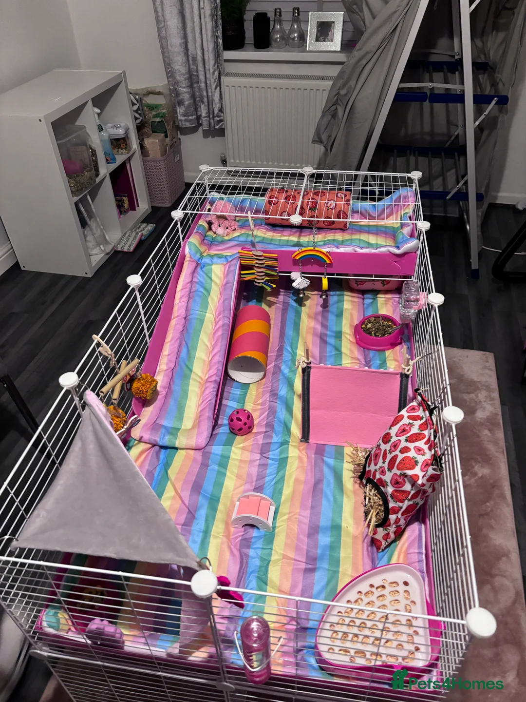 Guinea Pig rodents for sale: Darcy and Daphne - Looking for their forever home - Advert 9