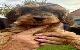 Cockapoo dogs for sale: Cuddly, cute, calm, sable Cockapoo puppies  - Image 31