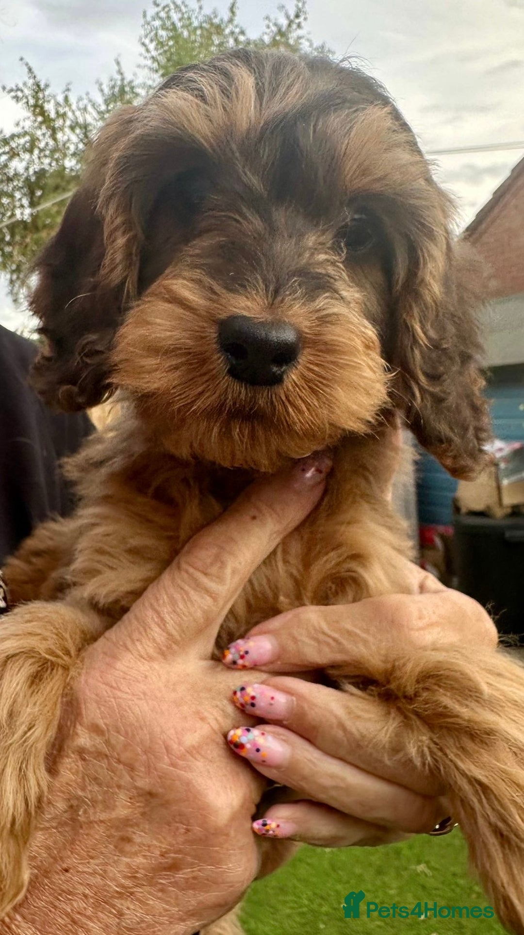 Cockapoo dogs for sale: Cuddly, cute, calm, sable Cockapoo puppies  - Image 31