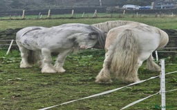 Irish Cob horses for sale: 12.3 Cob Pony - Image 3