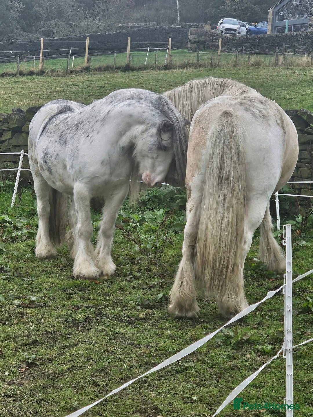 Irish Cob horses for sale: 12.3 Cob Pony - Image 3