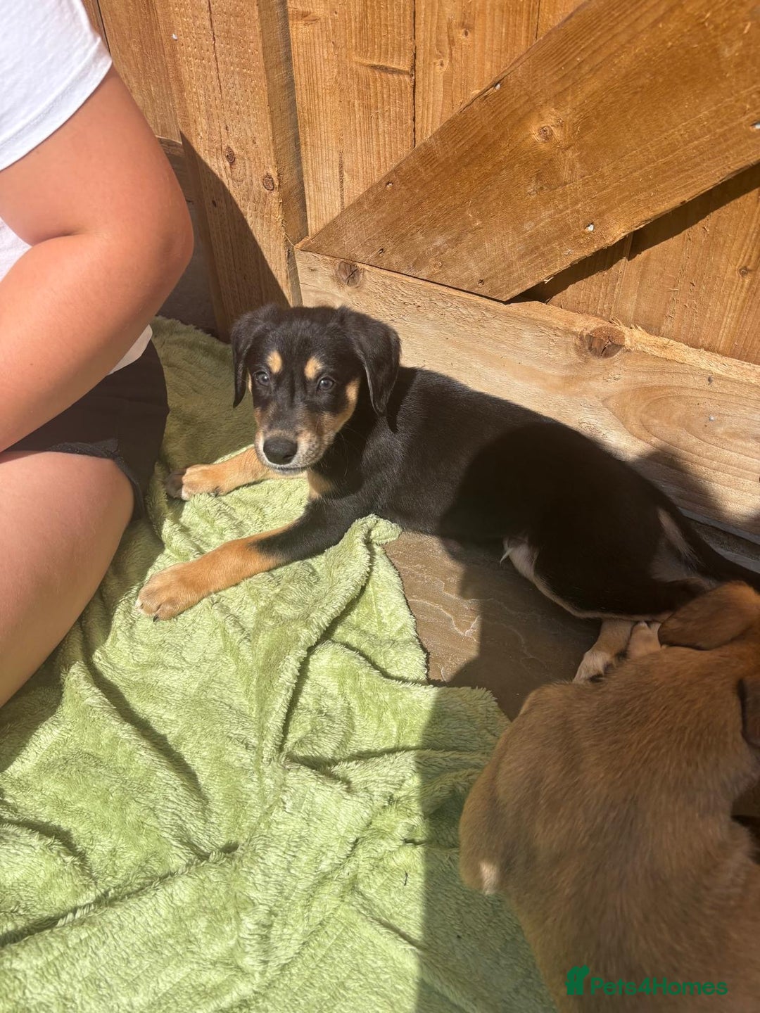 Mixed Breed dogs for sale: Saluki whippet greyhounds  - Image 15