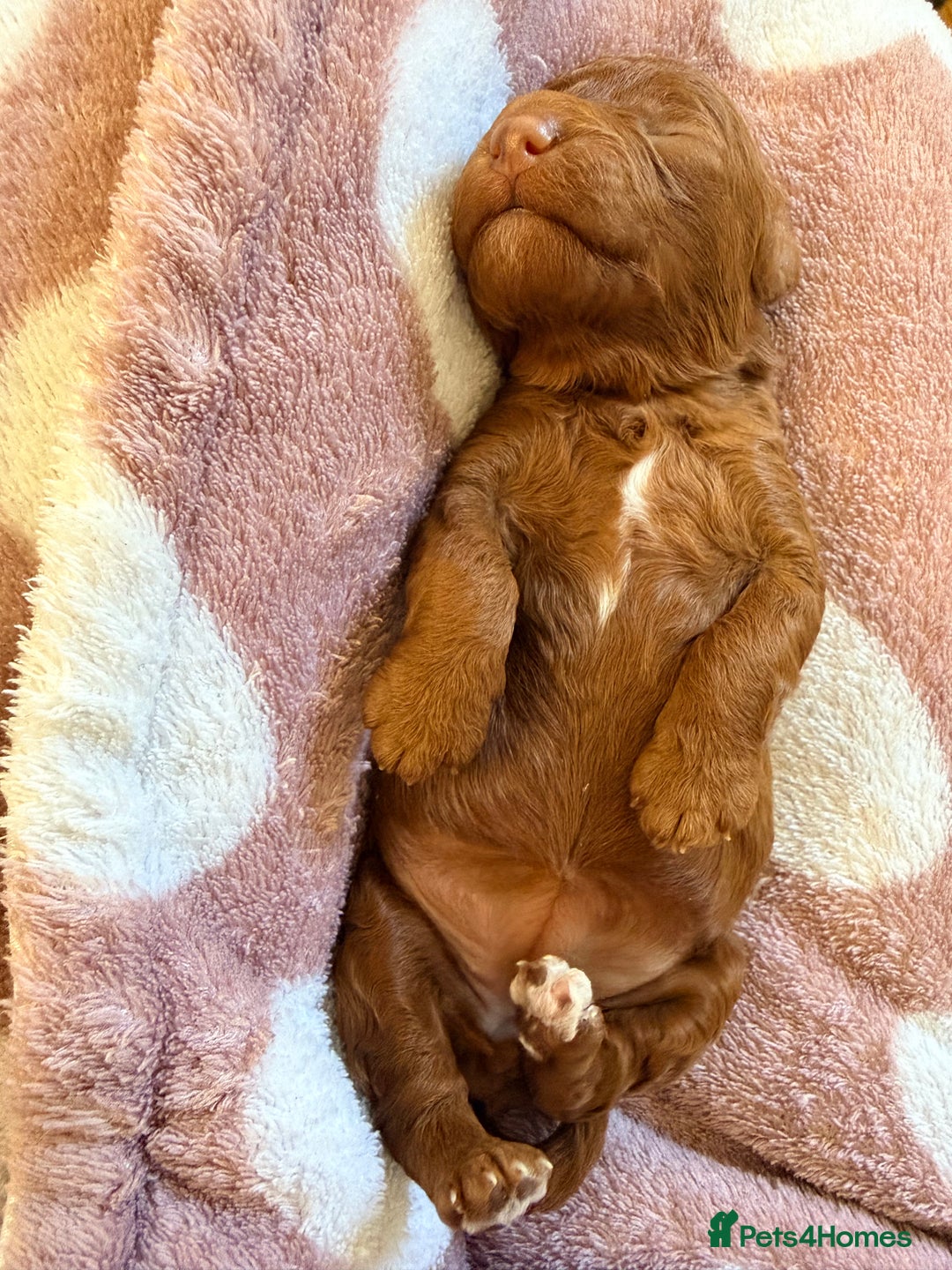 Miniature Poodle dogs for sale: Kc reg mini poodle 5 generation pedigree - Advert 17