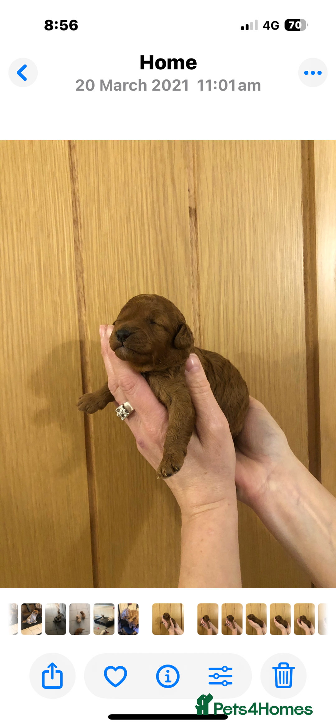 Toy Poodle dogs for sale: Kc reg extremely Heath tested  - Image 7