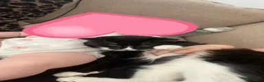 British Longhair 1