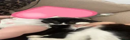 British Longhair cats for sale: Sushi and gizmo, longhaired  - Advert 5