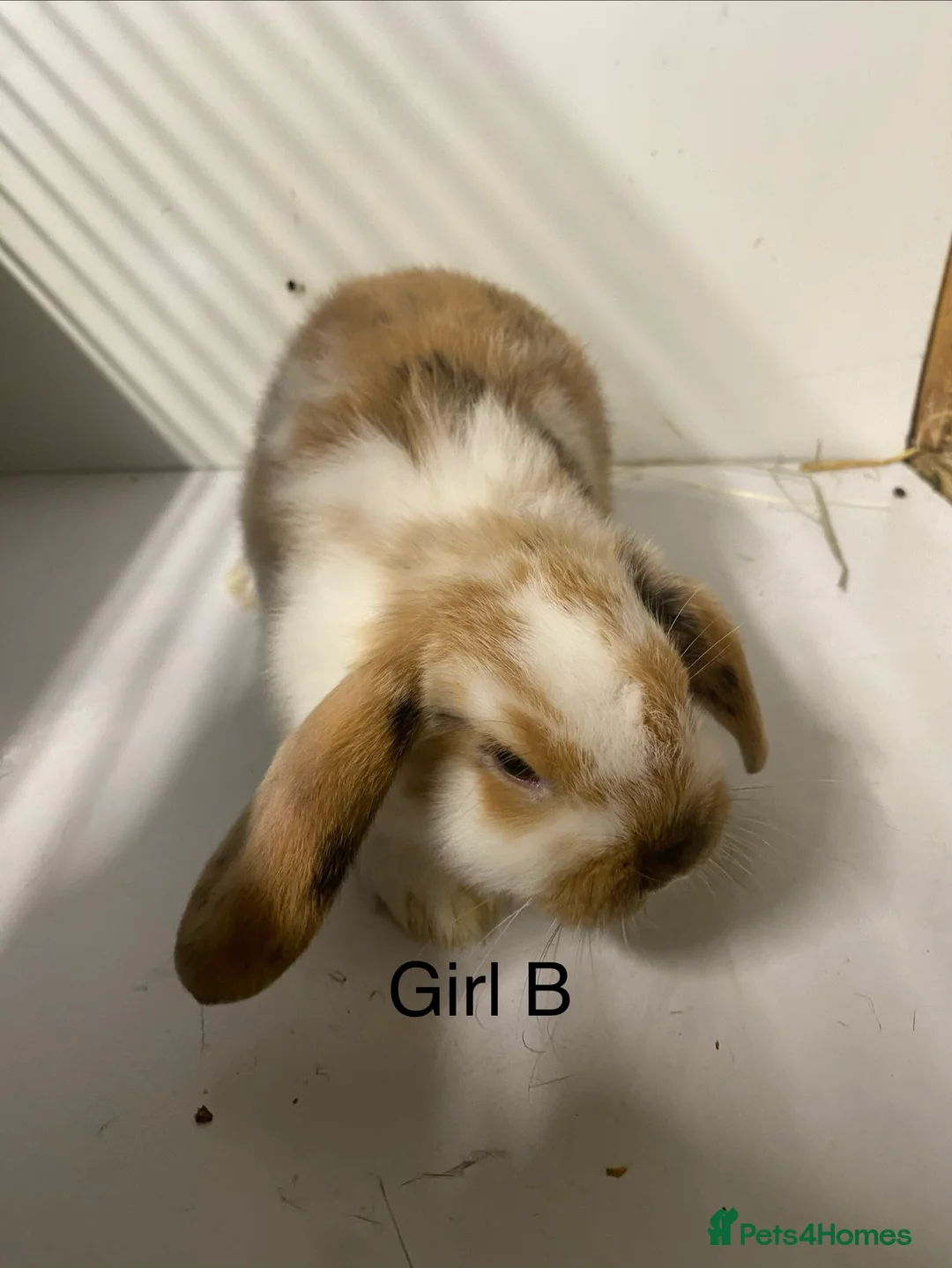 Mini Lop rabbits for sale: Beautiful Mini Lop Bunnies  - Advert 3