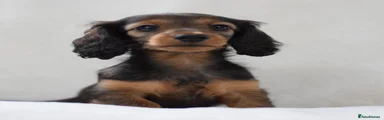 Longhaired Miniature Dachshund