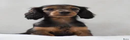 Miniature Dachshund dogs for sale: Longhaired Miniature Dachshund - Advert 3