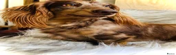 Miniature Dachshund dogs for stud: KC Reg Long Haired Choc Dapple Miniature Dachshund - Advert 4