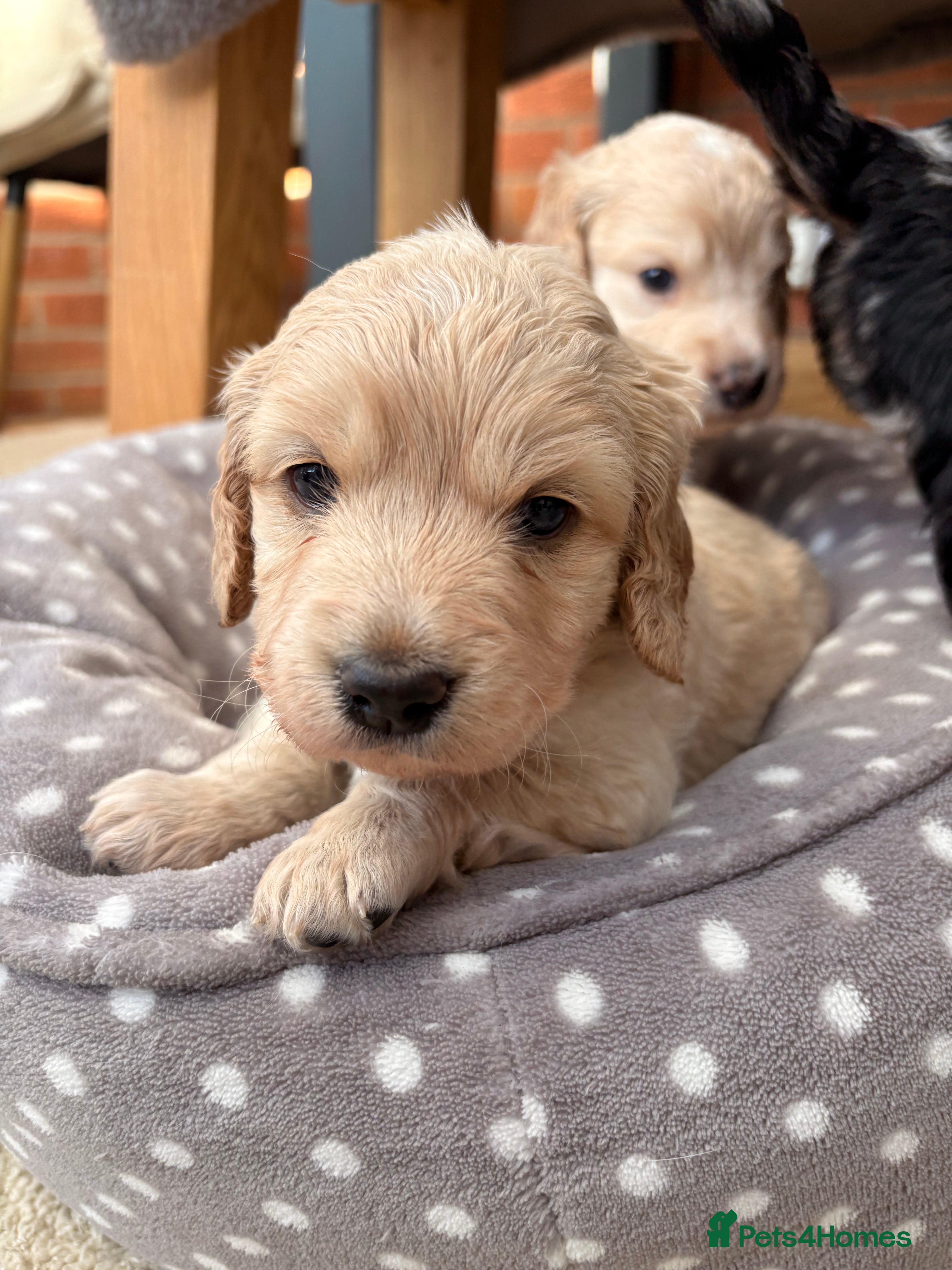 Cockapoo dogs Newborn F1 show miniature Cockapoo puppies - Advert 1