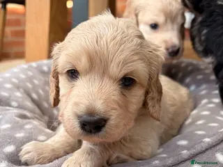 Cockapoo dogs Newborn F1 show miniature Cockapoo puppies - Advert 16