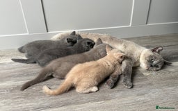 British Shorthair cats for sale: GCCF registered British shorthair kittens - Image 7