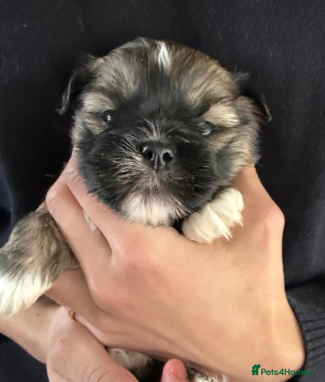 Lhasa Apso dogs Adorable Lhasa apso puppies - Advert 1