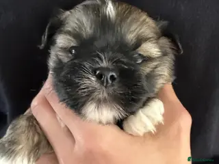 Lhasa Apso dogs Adorable Lhasa apso puppies - Advert 4