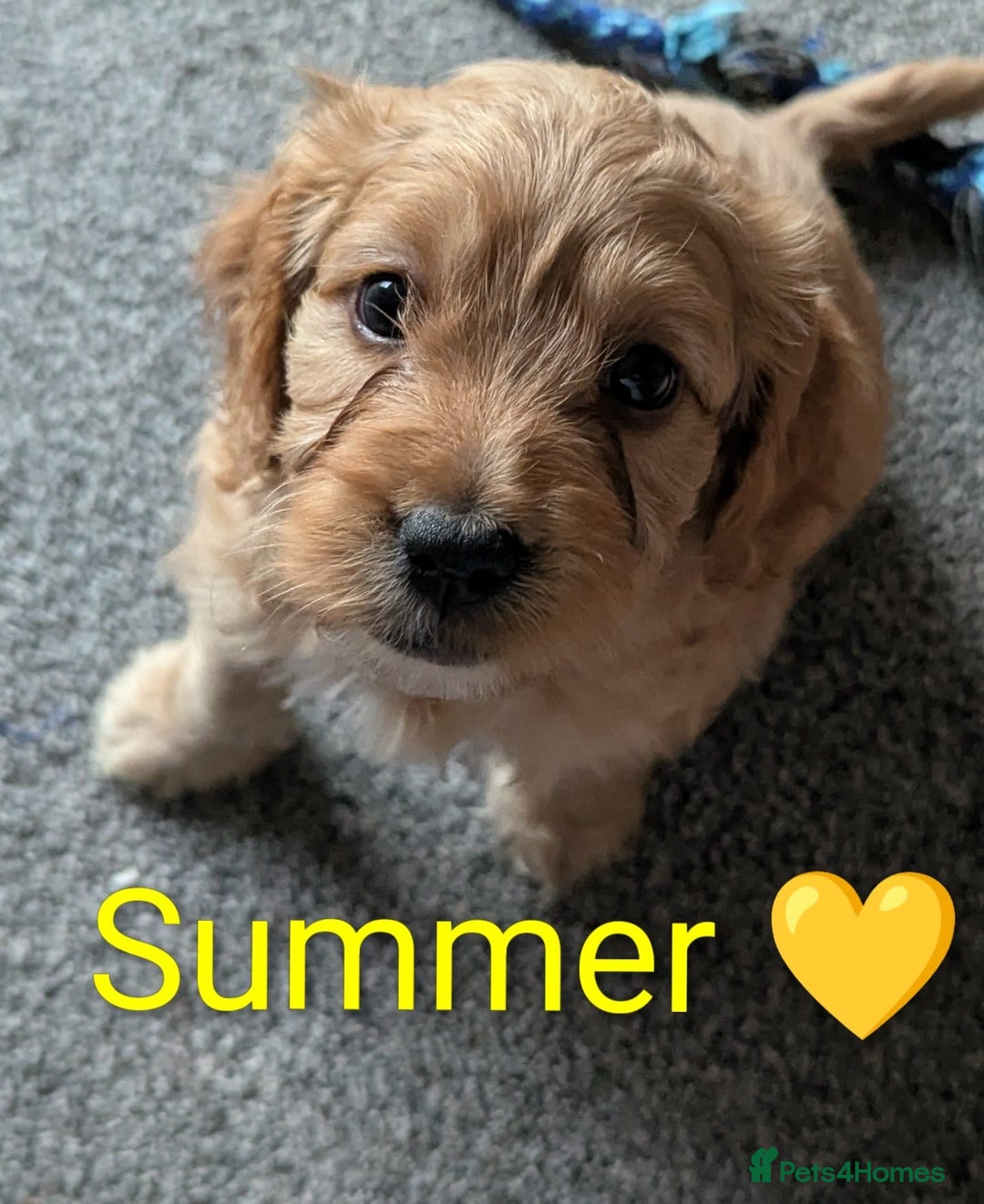 Cockapoo dogs for sale: 🐶 8 Gorgeous F2 Cockapoo Puppies – Ready Soon! 🏡 - Advert 5