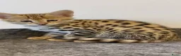 Savannah cats for sale: Savannah kitten - Advert 1