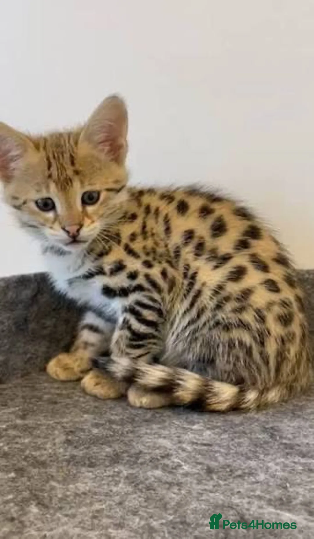 Savannah cats for sale: Savannah kitten - Advert 1