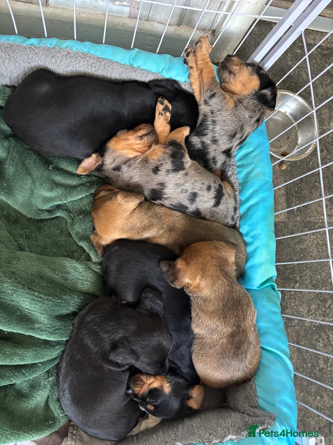 Mixed Breed dogs for sale: Dachshund cross 😍 - Advert 2