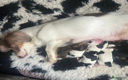 Miniature Dachshund dogs for sale: 𝕃𝕠𝕟𝕘 𝕙𝕒𝕚𝕣 𝕞𝕚𝕟𝕚 𝔻𝕒𝕔𝕙𝕤𝕙𝕦𝕟𝕕𝕤 - Image 6