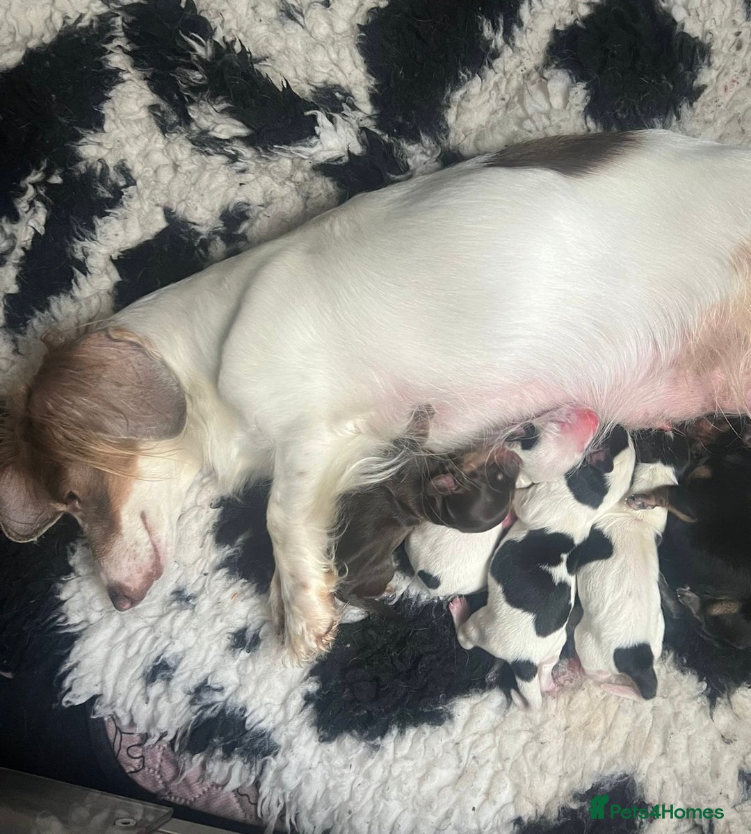 Miniature Dachshund dogs for sale: 𝕃𝕠𝕟𝕘 𝕙𝕒𝕚𝕣 𝕞𝕚𝕟𝕚 𝔻𝕒𝕔𝕙𝕤𝕙𝕦𝕟𝕕𝕤 - Image 6