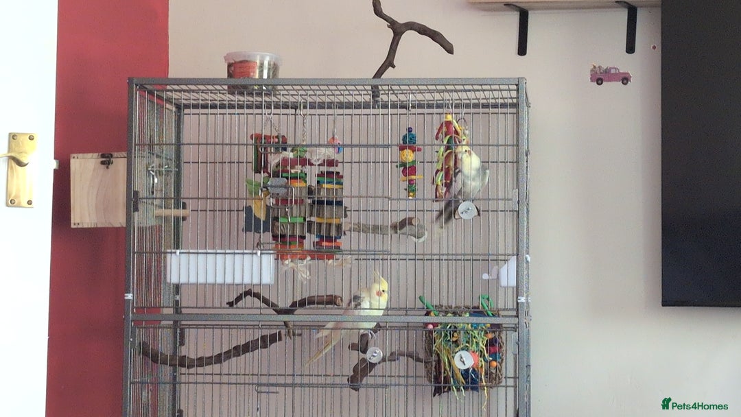 Cockatiels birds for sale: Bonded pair of cockatiels  - Image 8