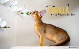 Abyssinian cats for sale: Vanilla Boy-Exceptional Abyssinian-Champion line - Advert 1