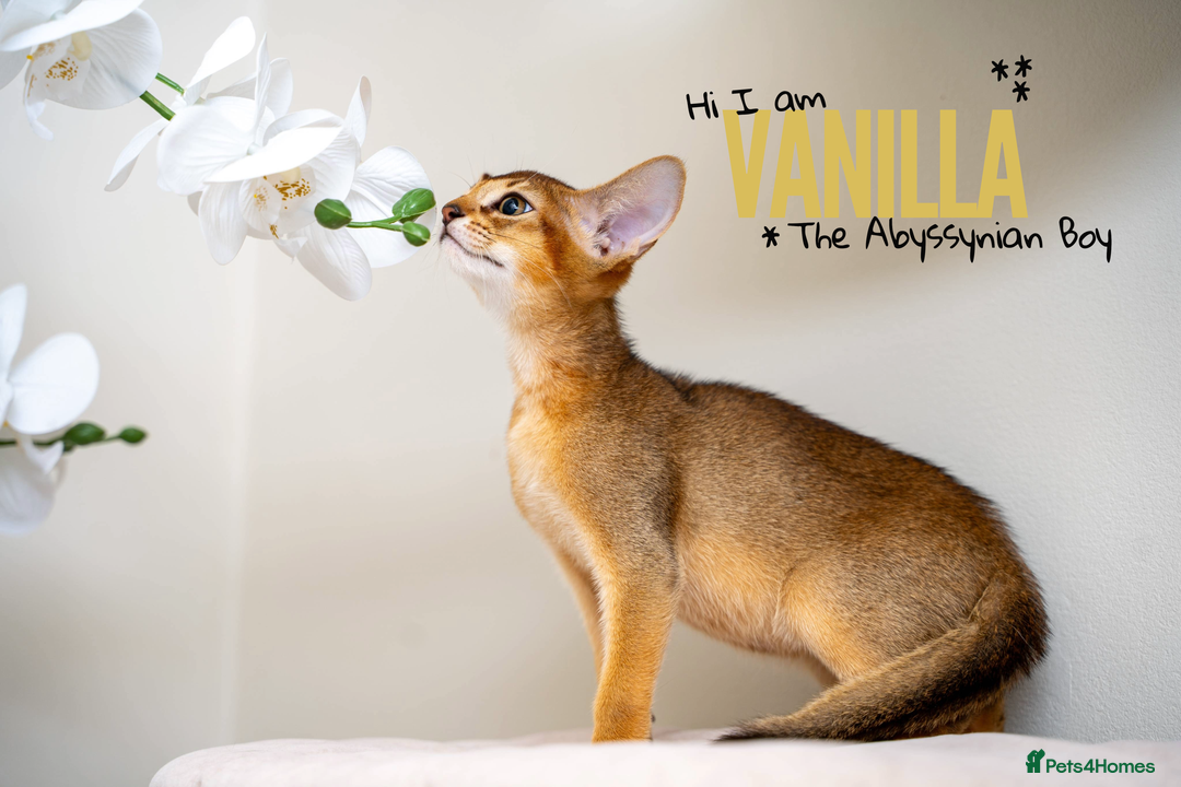 Abyssinian cats for sale: Vanilla Boy-Exceptional Abyssinian-Champion line - Advert 1