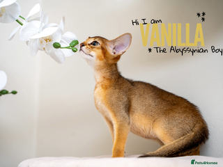 Abyssinian cats Vanilla Boy-Exceptional Abyssinian-Champion line - Advert 1