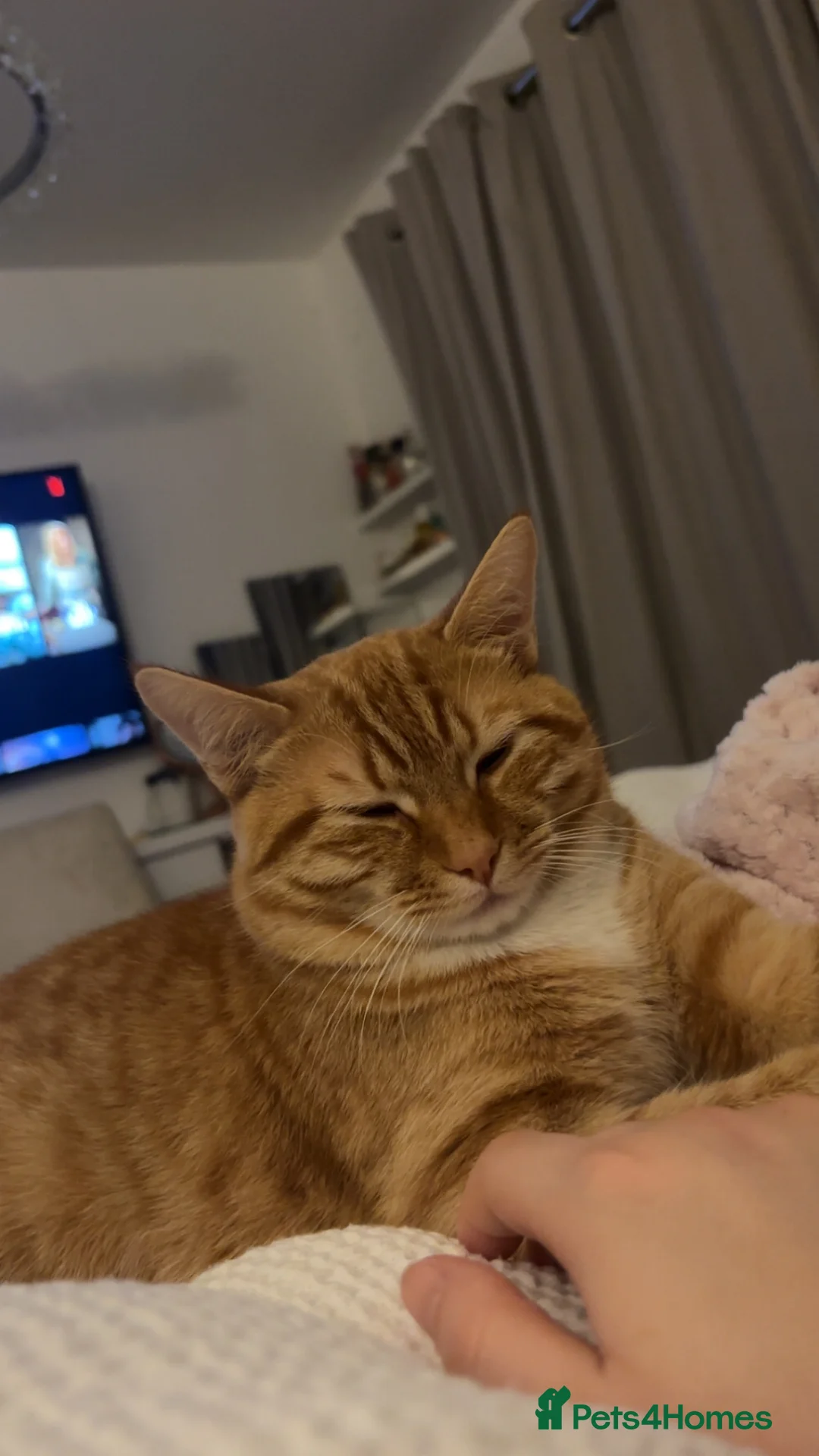 Mixed Breed cats for stud: Beautiful Ginger boy for stud - Advert 2