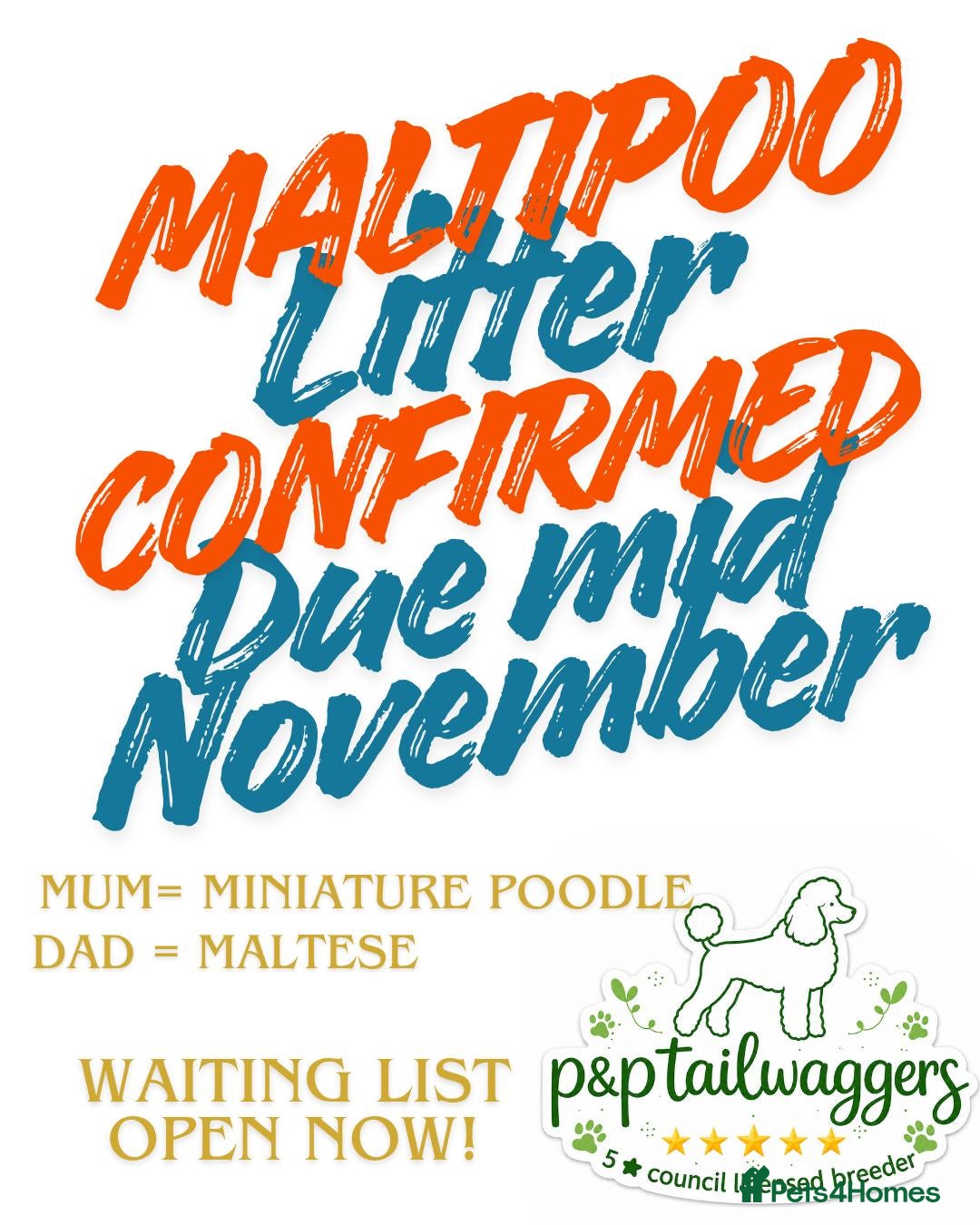 Maltipoo dogs F1 maltipoo female 5⭐️council licensed - Advert 11