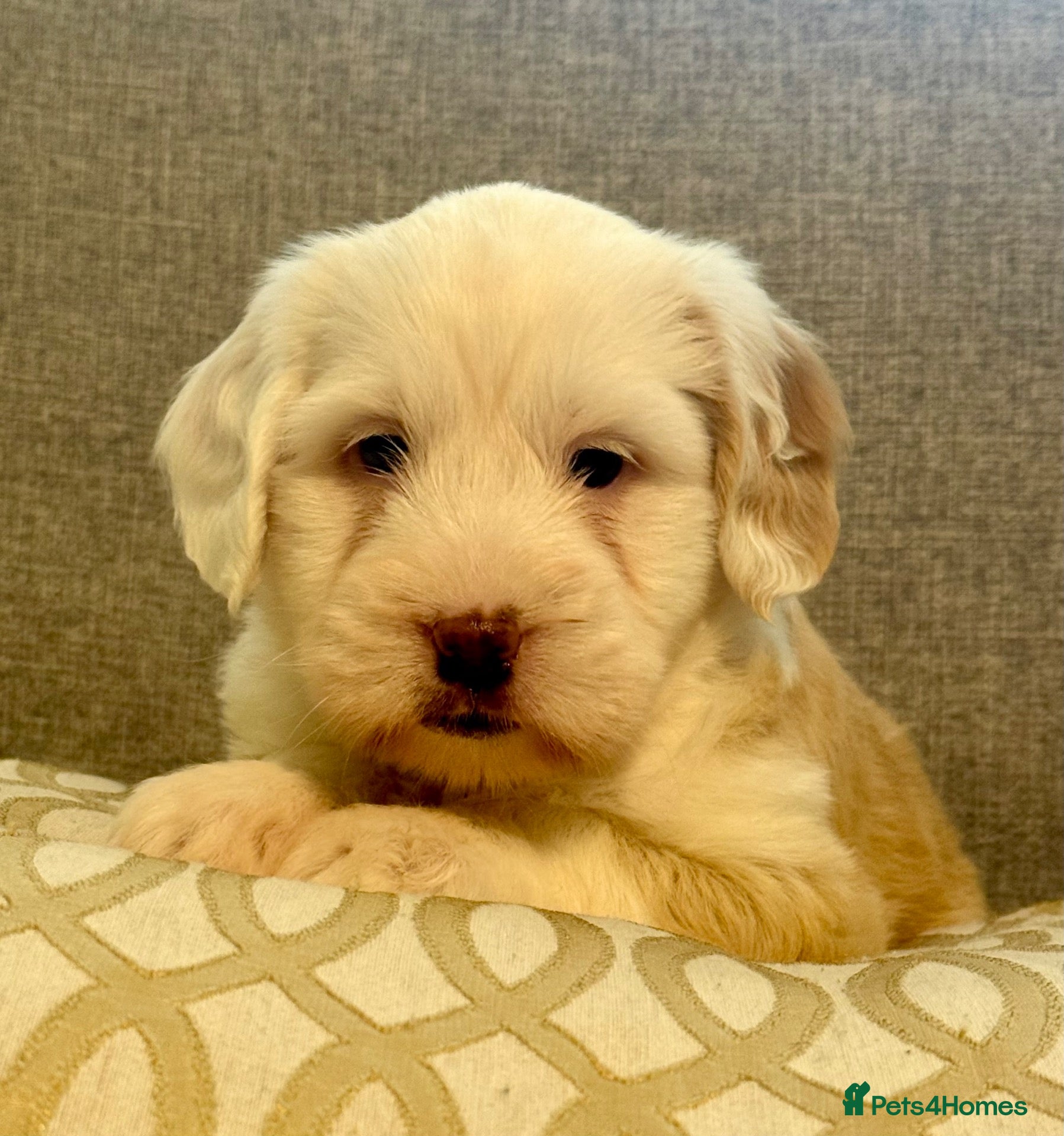 Tibetan Terrier dogs Adorable Kc Reg Tibetan terriers Puppies - Advert 2