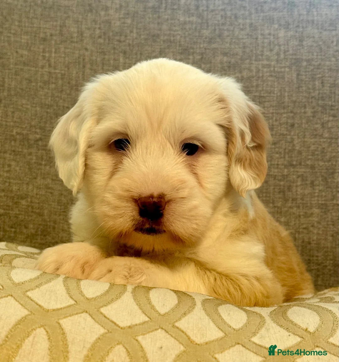 Tibetan Terrier dogs for sale: Adorable Kc Reg Tibetan terriers Puppies - Advert 2