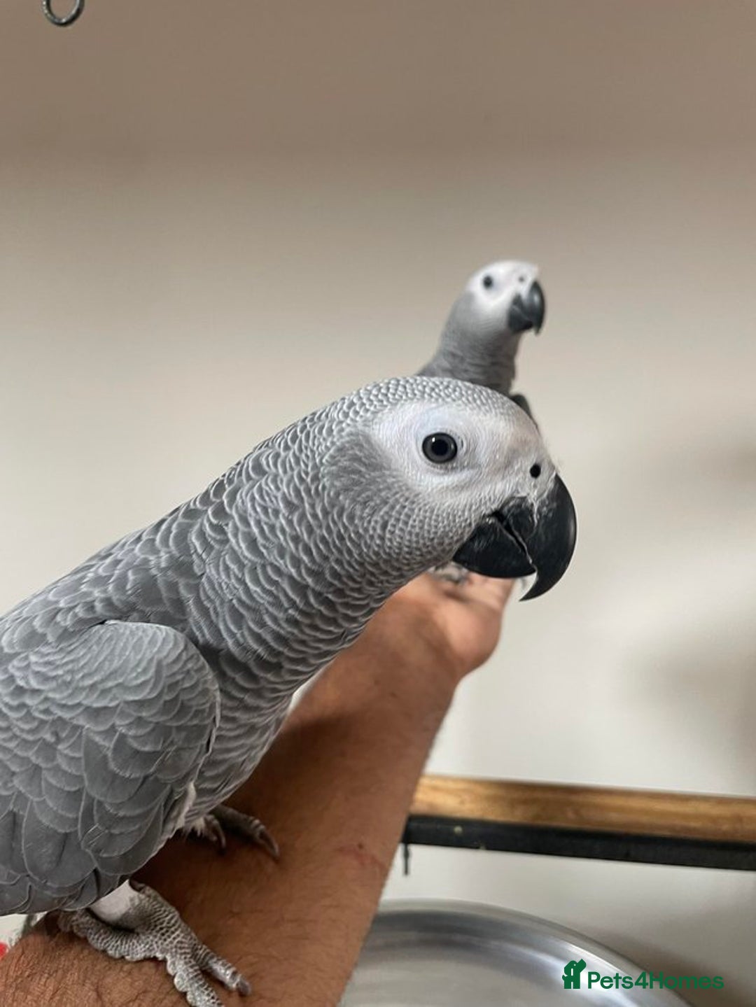 Parrots birds for sale: Friendly Hand Reared Super Cuddly African Greys - Image 6