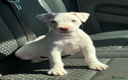 Parson Russell dogs for sale: Parson Russell terrier puppys - Image 1