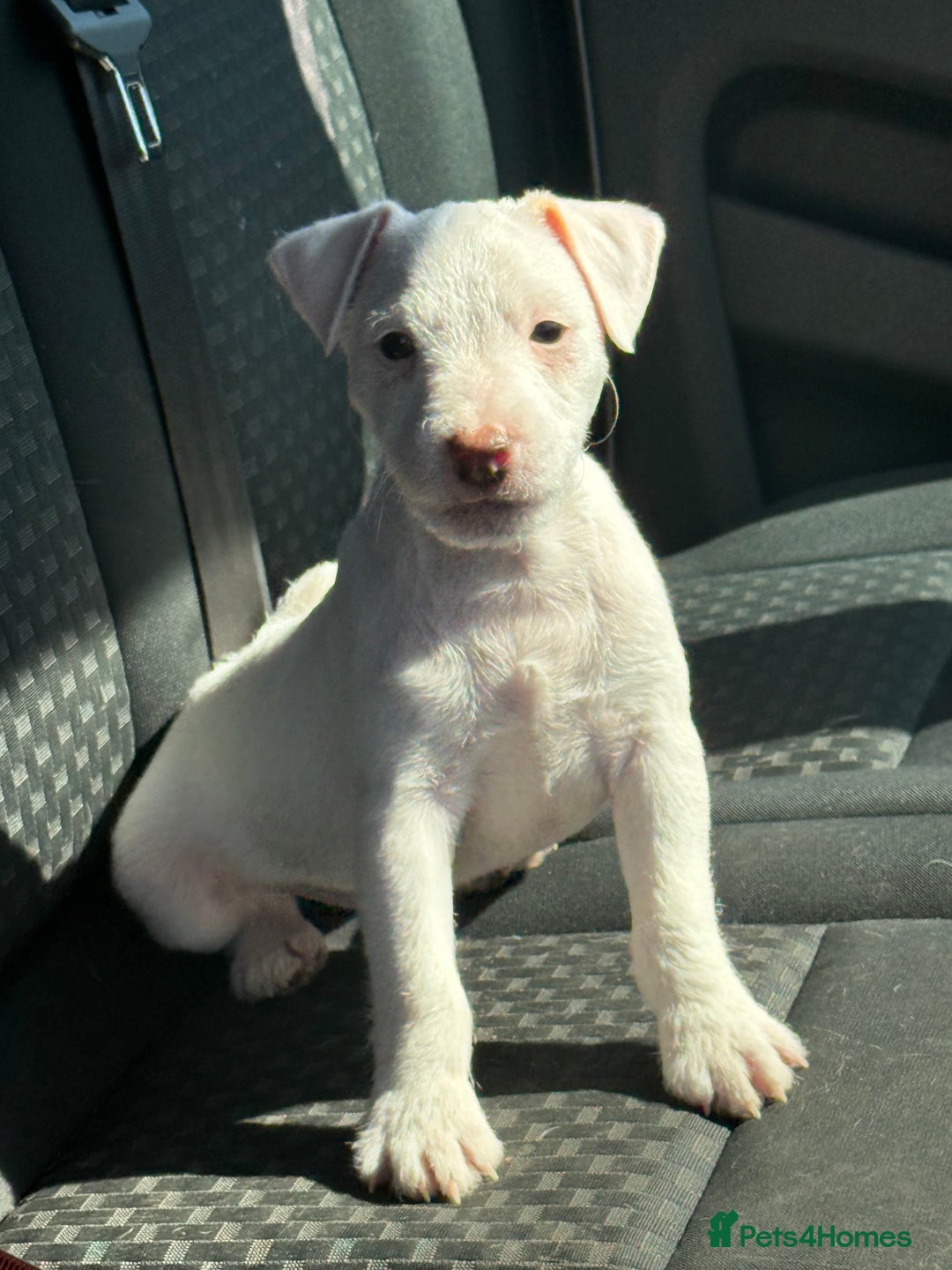 Parson Russell dogs for sale: Parson Russell terrier puppys - Image 1