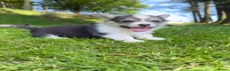 Welsh Corgi Pembroke dogs for sale: Beautiful Natural Bob Tail Pembrokeshire Pups - Advert 10