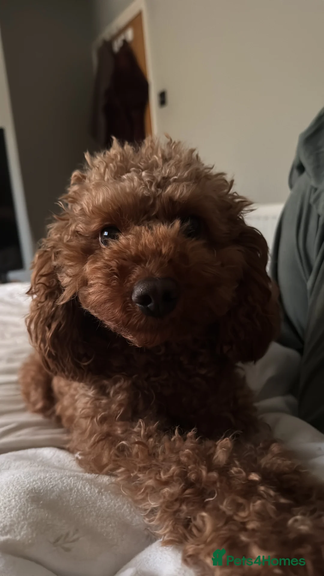 Cockapoo dogs for sale: Red f2b Cockapoo Pups  - Advert 3