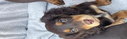 Cocker Spaniel dogs for sale: 7 Chocolate & Tan Cocker Spaniel Pups  - Advert 7