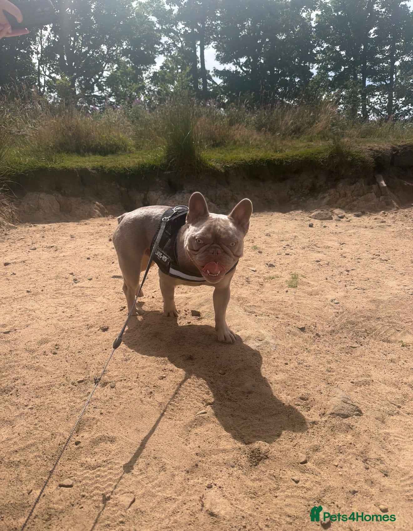 French Bulldog dogs French bull dog for stud  - Advert 14
